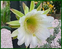 tuin